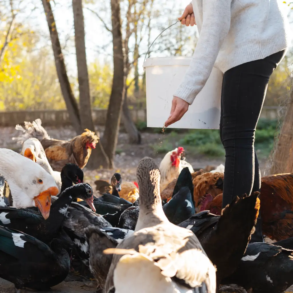 Корма для птахів