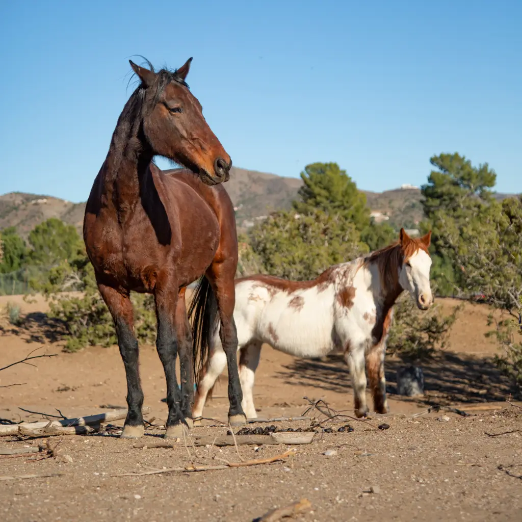 Корма для коней