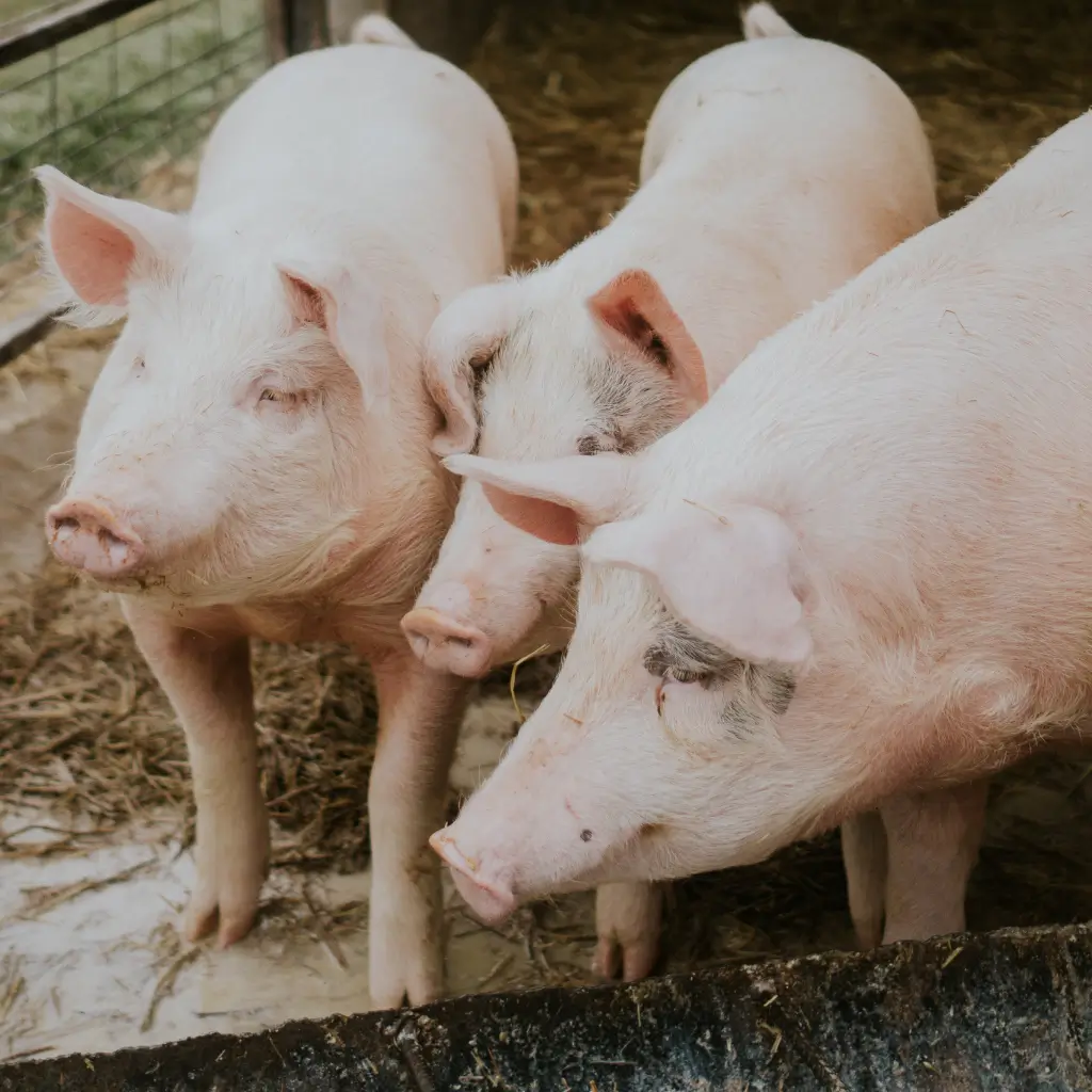 Корма для свиней