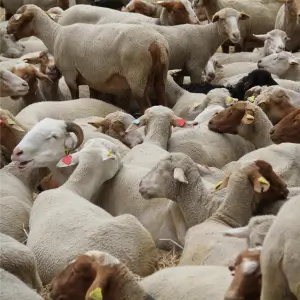 Корма для ВРХ